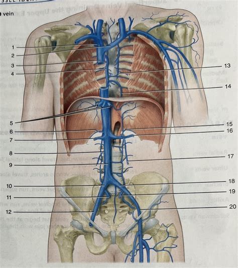 Major Veins Draining The Thorax Abdomen And Pelvis Pt 2 Diagram