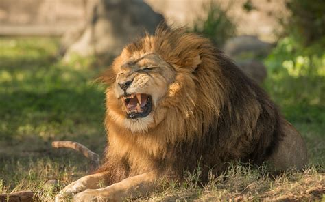 Fondos de Pantalla 1920x1200 Grandes felinos León Dientes Rictus