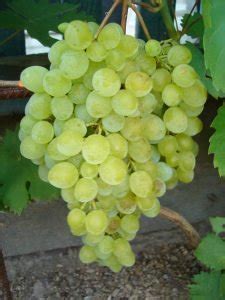 Виноград Русбол. Сорт винограда Русбол. | vinograd.cc