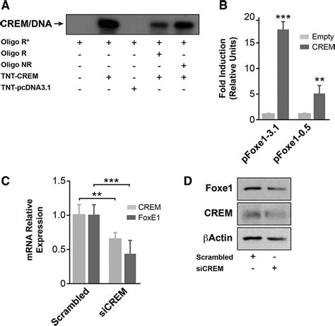 Role Of Crem In The Tsh Mediated Regulation Of Foxe Expression A