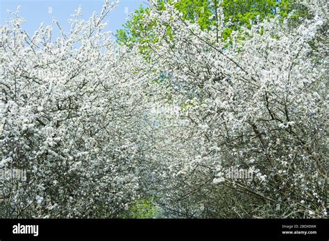 White Hawthorn Blossom Background Stock Photo Alamy