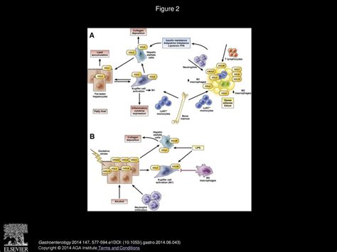 Roles For Chemokines In Liver Disease Ppt Download