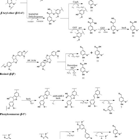 Proposed Lignin Degradation Pathways With P Putida Secretome The