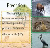 Predation and Relationship between two Different Species | My Best Writer