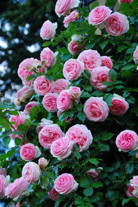 Best Time To Prune Roses In Southern California Gardening Calendar The