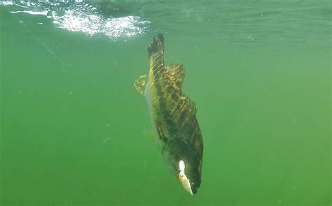 Insane Underwater Footage Bass Eating Jerkbaits Fishing Tips