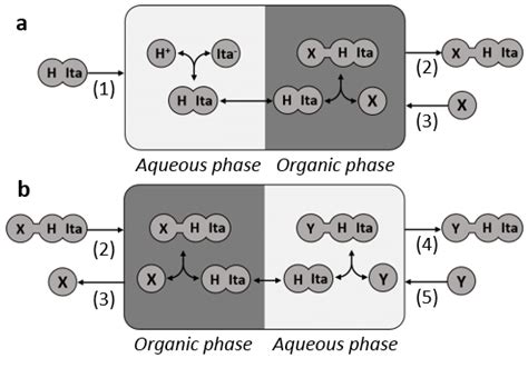 Schematic Representation Of Reactive Extraction A And Backextraction Download Scientific