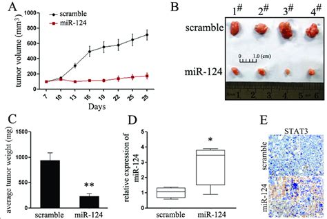 MiR 124 Inhibits Esophageal Cancer Growth In Vivo A Graphic