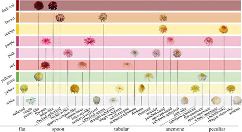 Frontiers Multi Information Model For Large Flowered Chrysanthemum