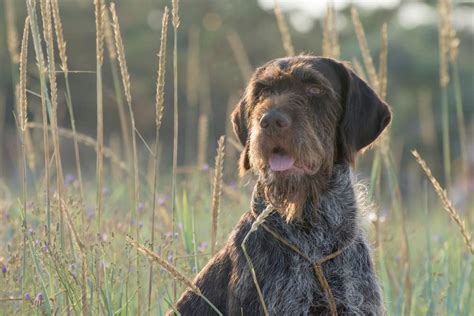 Wirehaired Pointing Griffon Affectionate Intelligent Loyal