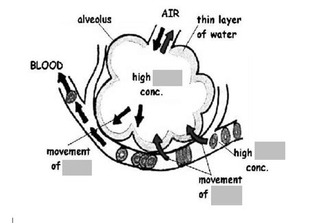 Respiratory System Diagram Of The Lung Alveolus Diagram Quizlet