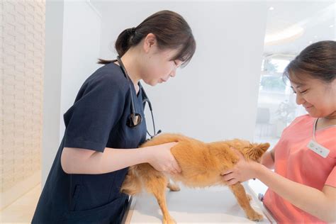 犬と猫の糖尿病について解説｜にゅうた動物病院｜相模原市 相模大野・東林間の動物病院