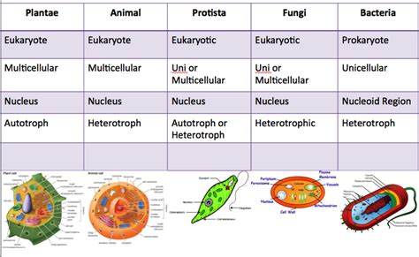 Prokaryote, Eukaryote