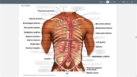 Arteries Of The Torso Diagram Quizlet