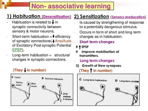 Non Associative Learning Slidesharetrick