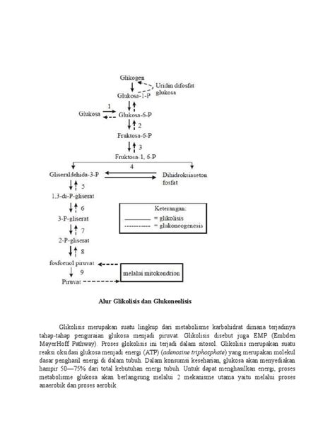 Pdf Regulasi Antara Glikolisis Glukoneolisis Dan Siklus Krebs