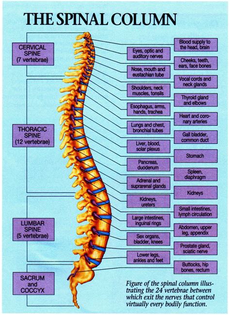 Cervical Spine Mri Neck