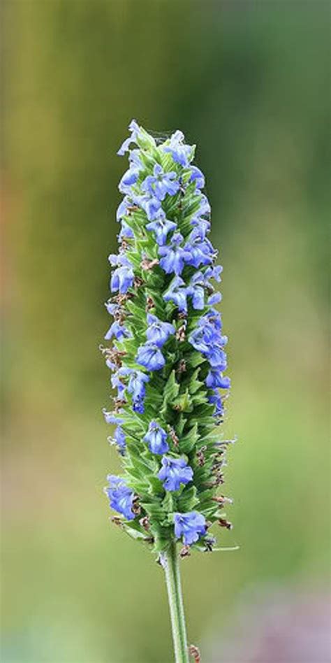 Salvia hispanica (Annual) - Victorian Salvia Study Group