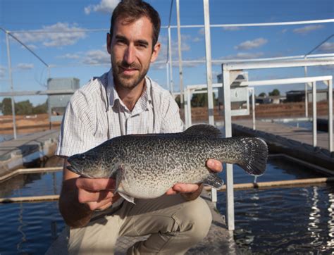 Australias Best Murray Cod Aquna Sustainable Murray Cod