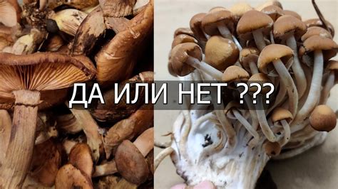 Первый раз за ГРИБАМИ / прогулка по лесу / КАКИЕ ГРИБЫ СЬЕДОБНЫЕ ...