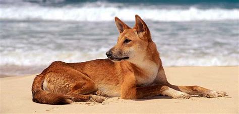 Dingo Dog | Domesticated | Characteristics | Traits | Information