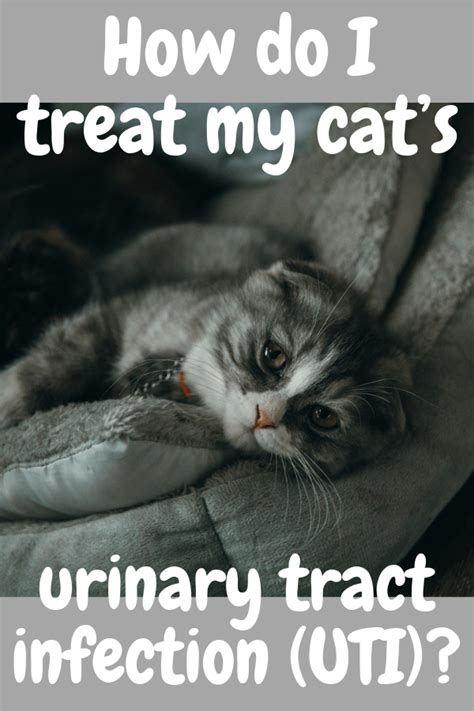 How Do I Treat My Cats Urinary Tract Infection Uti Urinary Tract