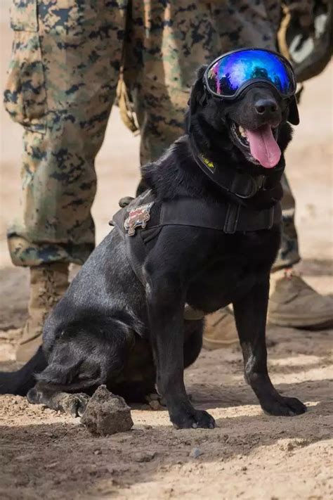 Canine Couriers Carried Messages From One Post To Another During