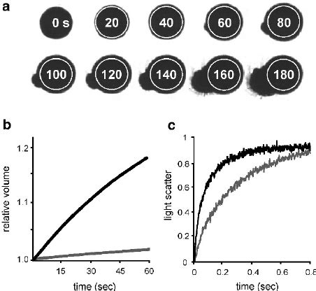 Osmotic Aquaporin Swelling Assay Systems Using Xenopus Laevis Oocytes