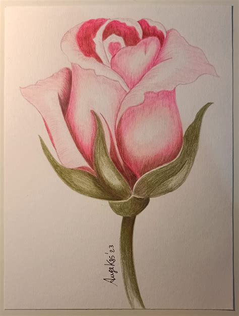 Rose Colored Pencil Drawing