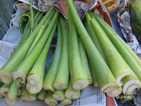 Cooking-Karkidakam season special-Taro Stem Curry(chembu curry ...