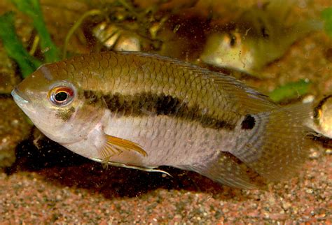 Cichlasoma amazonarum