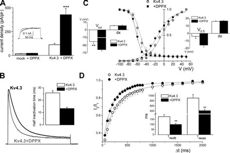 Effects Of Dppx Coexpression On The Kinetics Of Kv Currents In Hek