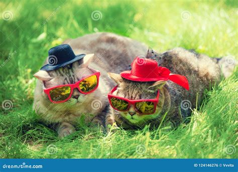 Cats Wearing Top Hats