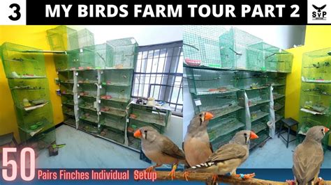 My Birds Farm Tour Part Pair Finches Individual Breeding Setup