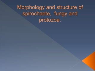 morphology & structure of spirochete, fungi & protozoa | PPT