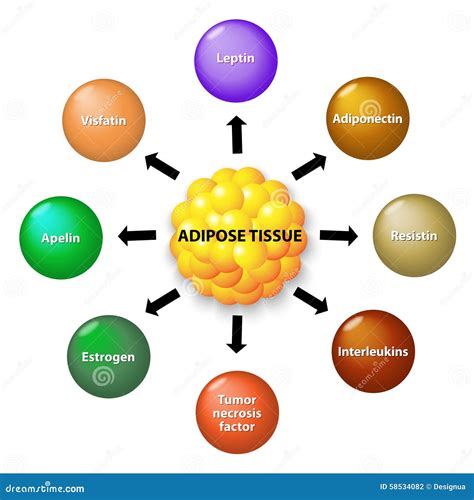 Fettgewebe und Hormone vektor abbildung. Illustration von diabetes - 58534082