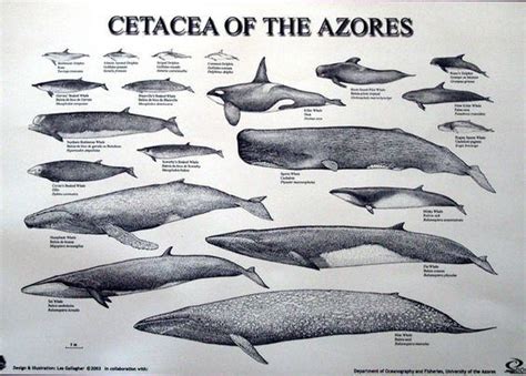 Cetacea - Alchetron, The Free Social Encyclopedia