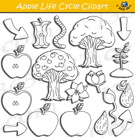 Apple Life Cycle Clipart Bundle Pack Clipart 4 School