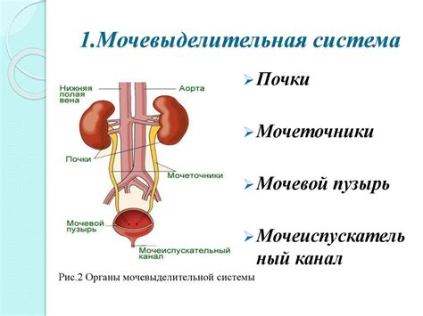 Выделительная система человека - презентация онлайн