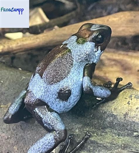 Oophaga Histrionica Blue Pet Frogs Reptiles Rehome Buy And Sell At