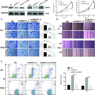 Knockdown Of Neat Inhibited Growth And Induced Apoptosis In Ptc