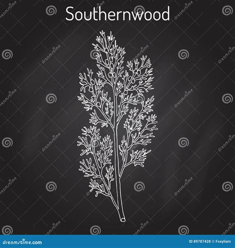 Wormwood Plant Stock Illustrations – 410 Wormwood Plant Stock ...