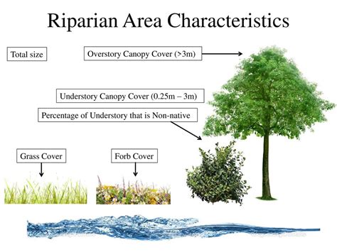 Birds Provide Insight For Stewardship Of Urban Riparian Areas Ppt