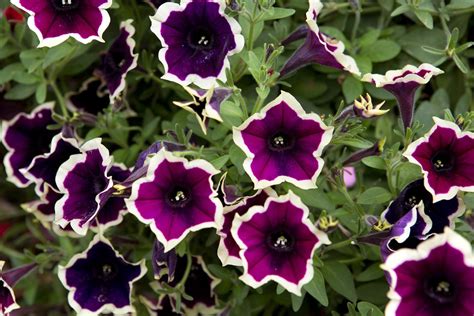 Best Petunias to Grow (In Pictures) - BBC Gardeners World Magazine