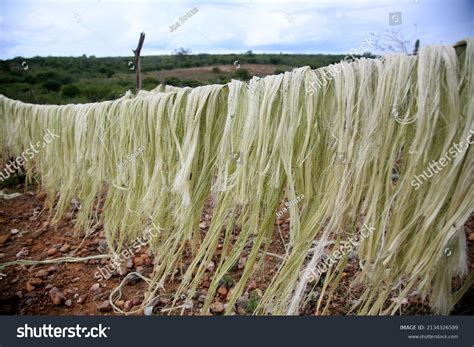 650 Agave Fiber Images Stock Photos And Vectors Shutterstock