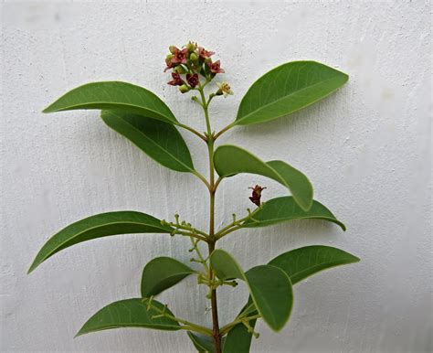 Santalum Album Indian Sandalwood Santalaceae Sandalwood F Flickr