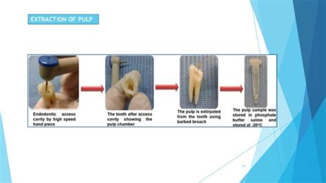 Sex Determination In Dentistry