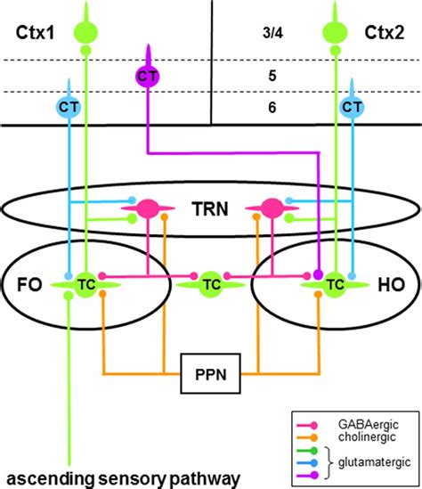 Frontiers Functional Diversity Of Thalamic Reticular Subnetworks