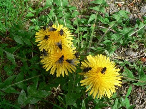 Free Images Nature Blossom Field Meadow Dandelion Prairie Bloom