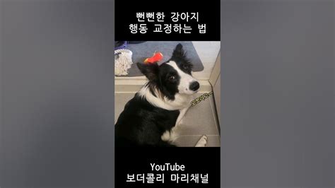 꿀팁 뻔뻔한 강아지 행동교정 이거면 충분합니다 Shorts 강아지 Dog 보더콜리 Bordercollie 강아지